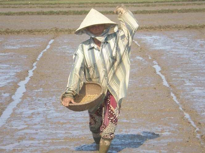 Cách Gieo Sạ Lúa Đúng Chuẩn- Cho Năng Suất Gấp 3 Lần 1 salua04