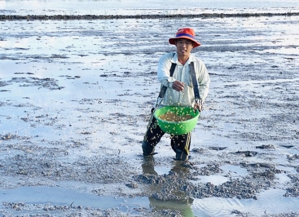 Cách Gieo Sạ Lúa Đúng Chuẩn- Cho Năng Suất Gấp 3 Lần 2 salua05