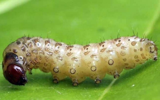 Sâu Đục Thân Hại Lúa - Nhận Biết Và Cách Phòng Trừ Dứt Điểm 1 Hình ảnh sâu đục thân hại lúa