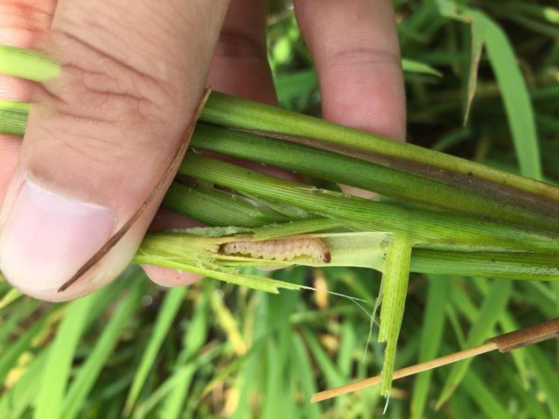Sâu Đục Thân Hại Lúa - Nhận Biết Và Cách Phòng Trừ Dứt Điểm 5 sauducthan02 e1752556779102