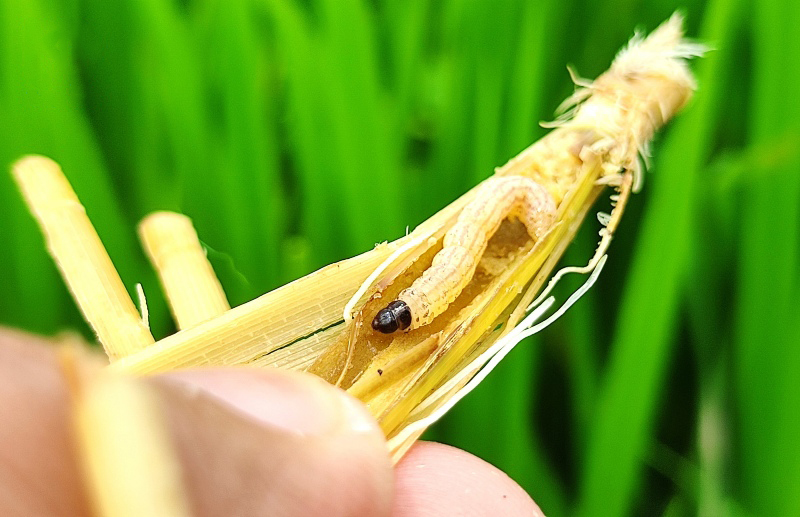 Sâu Đục Thân Hại Lúa - Nhận Biết Và Cách Phòng Trừ Dứt Điểm 2 Sâu đục thân hại lúa phá hủy thân cây