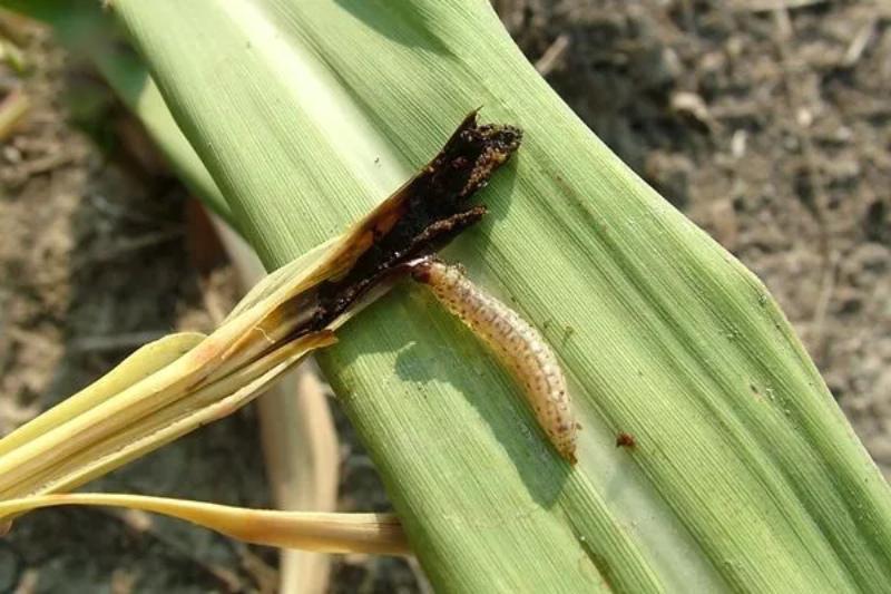 Sâu Đục Thân Hại Lúa - Nhận Biết Và Cách Phòng Trừ Dứt Điểm 3 sauducthan06