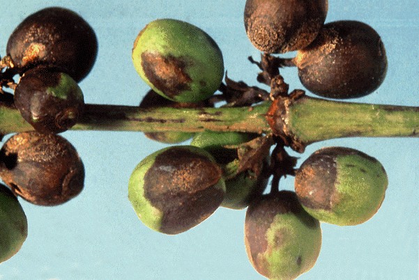 bệnh thán thư cây cà phê