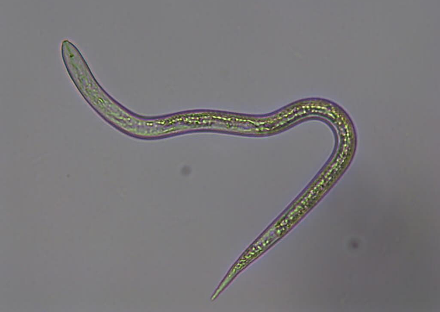 Tuyến trùng hại rễ cà phê