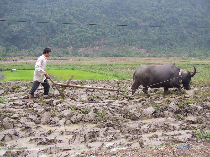  Làm Đất Cấy Lúa