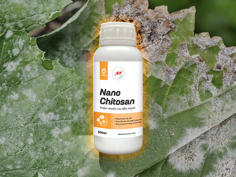 Thuốc Sinh Học Diệt Nấm Nano Chitosan - Hàng Rào Miễn Dịch Bảo Vệ Cây Trồng 2 Thuốc Sinh Học Diệt Nấm Nano Chitosan