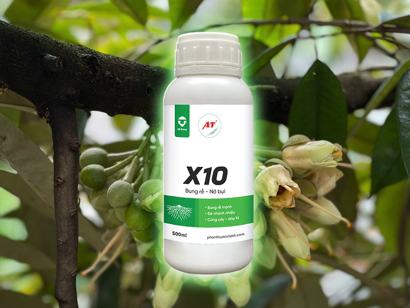 thuốc sinh học giúp nở bụi lúa X10
