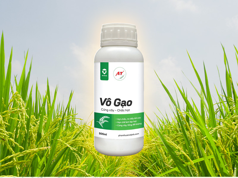 Giải pháp sinh học cho lúa vô gạo nhanh – AT Vô Gạo
