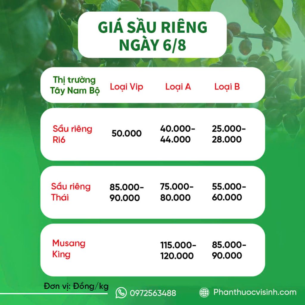 GIÁ SẦU RIÊNG HÔM NAY 6/8 – TĂNG NHẸ, THỊ TRƯỜNG CHỜ TÍN HIỆU MỚI! 