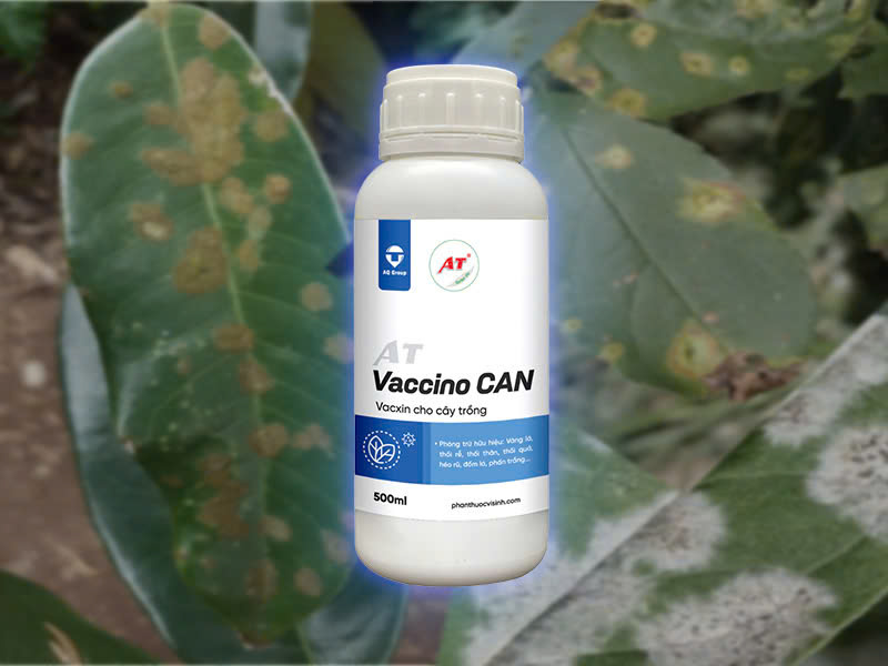 AT Vaccino Can – Sản Phẩm Sinh Học Chứa Vi Sinh Vật Phân Giải Xenlulo, Chaetomium, Trichoderma