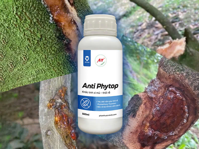 Thuốc sinh học trị nứt thân xì mủ Anti Phytop