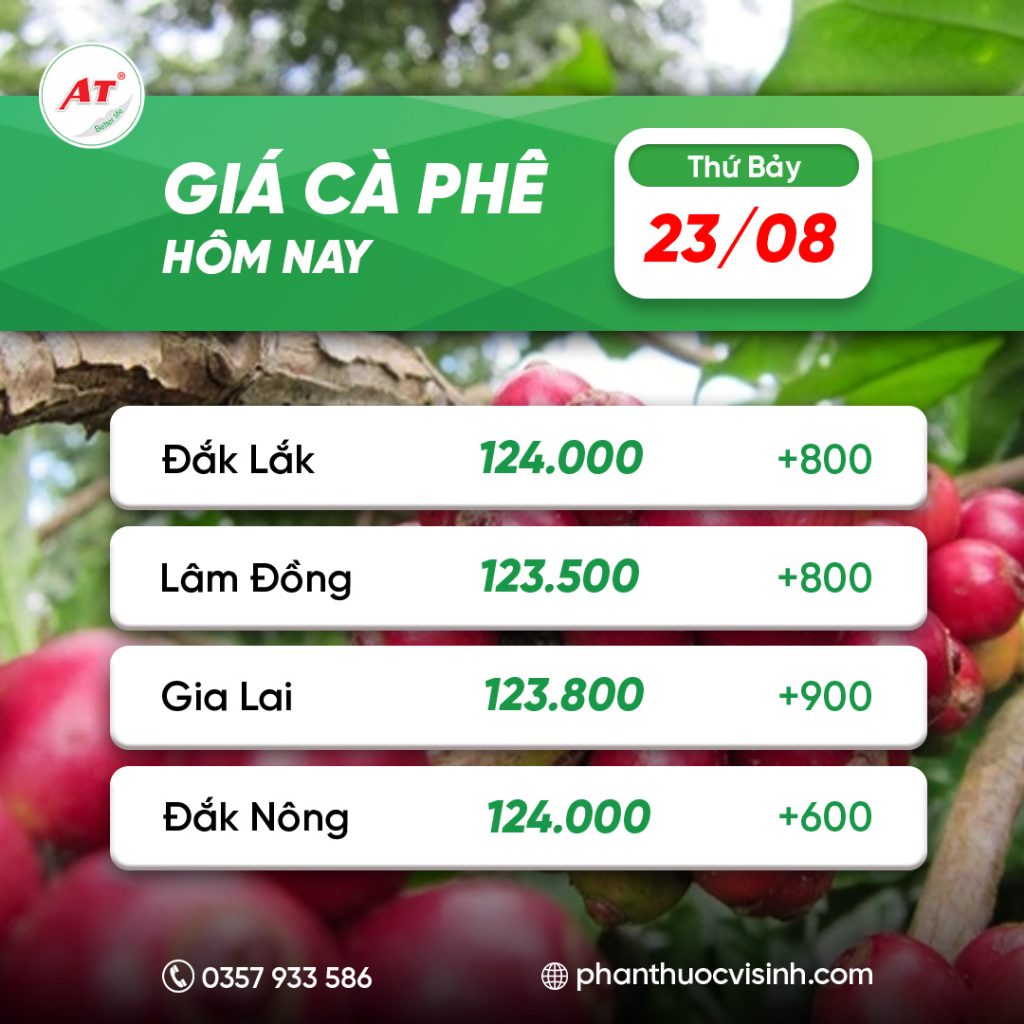 ca phe phan thuoc