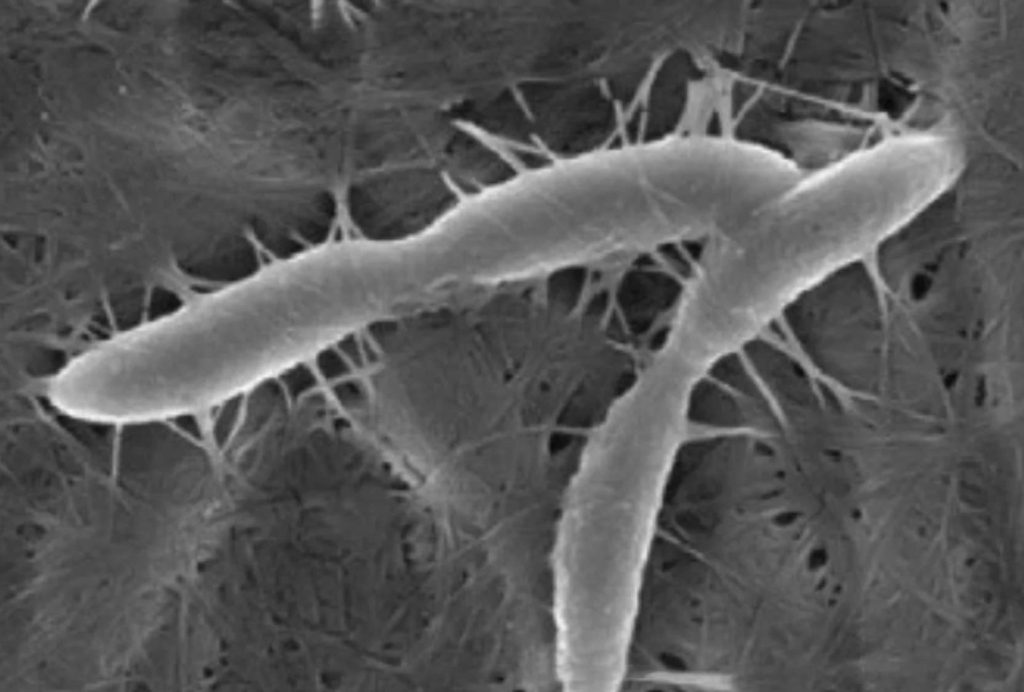 Vi sinh vật phân giải xenlulo