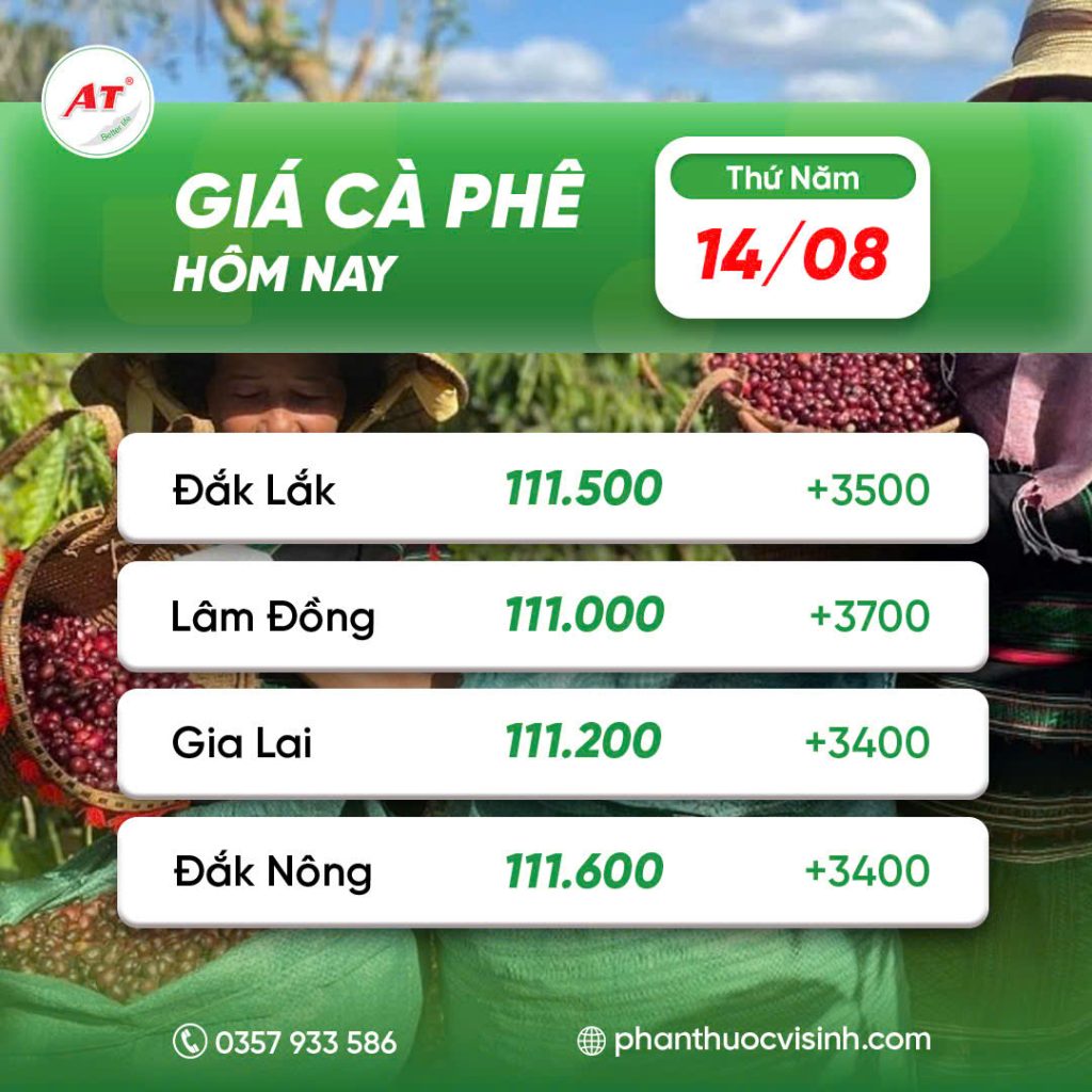 GIÁ CÀ PHÊ HÔM NAY 14/08: HƠN CẢ MONG ĐỢI, CHẠM ĐỈNH 110.000 Đ/KG!!