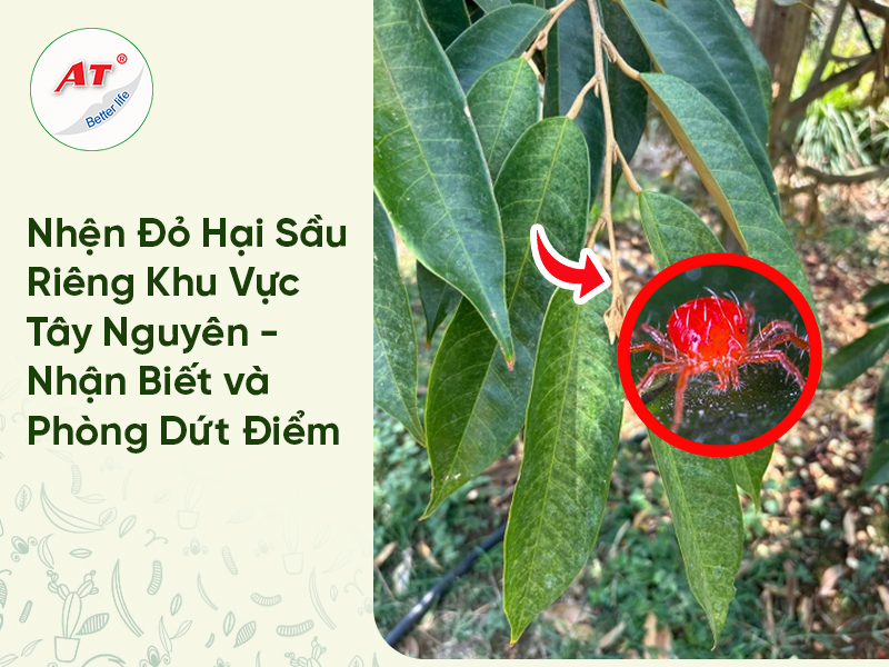 Nhện Đỏ Hại Sầu Riêng – Nhận Biết và Phòng Trị Dứt Điểm 