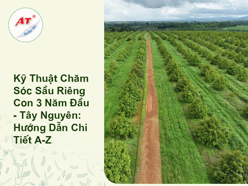Kỹ Thuật Chăm Sóc Sầu Riêng Con 3 Năm Đầu – Tây Nguyên: Hướng Dẫn Chi Tiết A-Z