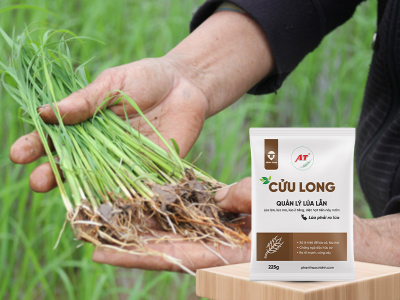 Thuốc Sinh Học Xử Lý Lúa Ma AT Cửu Long - Chống Xì Phèn, Chống Chết Cây Con 2 Thuốc Sinh Học Xử Lý Lúa Ma AT Cửu Long