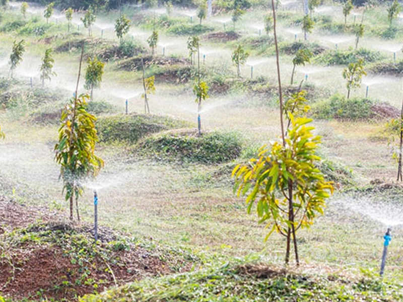 Chăm Sóc Sầu Riêng Con 3 Năm Đầu