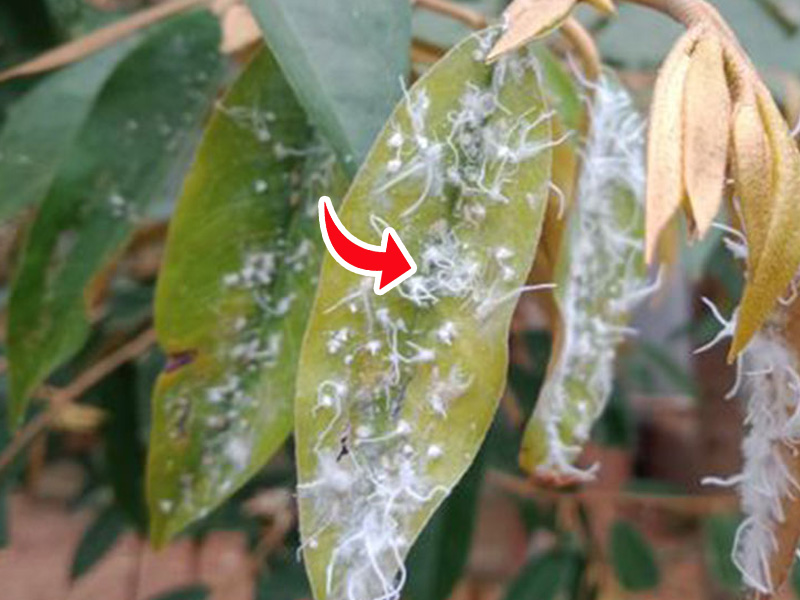 Rầy Phấn Trắng Hại Sầu Riêng Tây Nguyên 