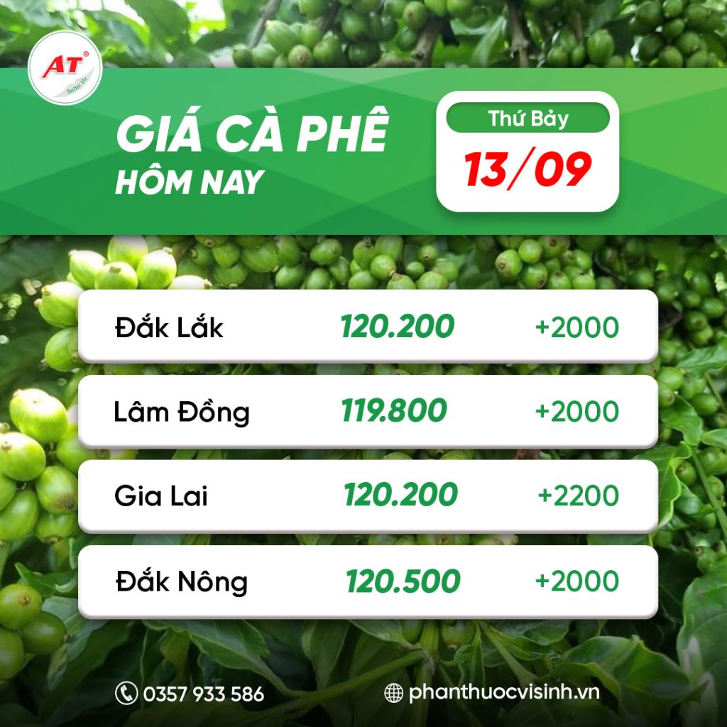 ca phe phan thuoc 1 1