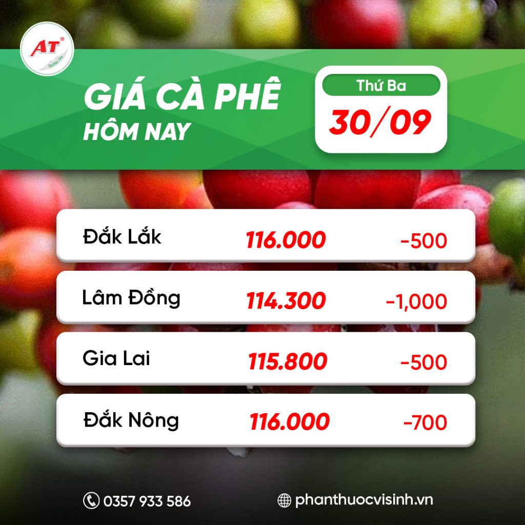GIÁ CÀ PHÊ HÔM NAY 30/9: QUAY ĐẦU GIẢM, THỊ TRƯỜNG BIẾN ĐỘNG KHÓ LƯỜNG!