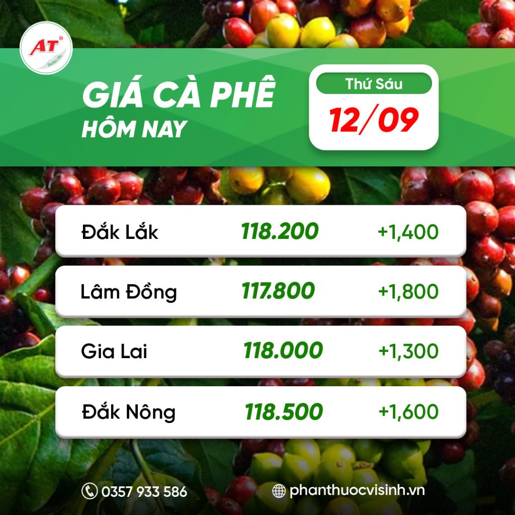 ca phe phan thuoc 3