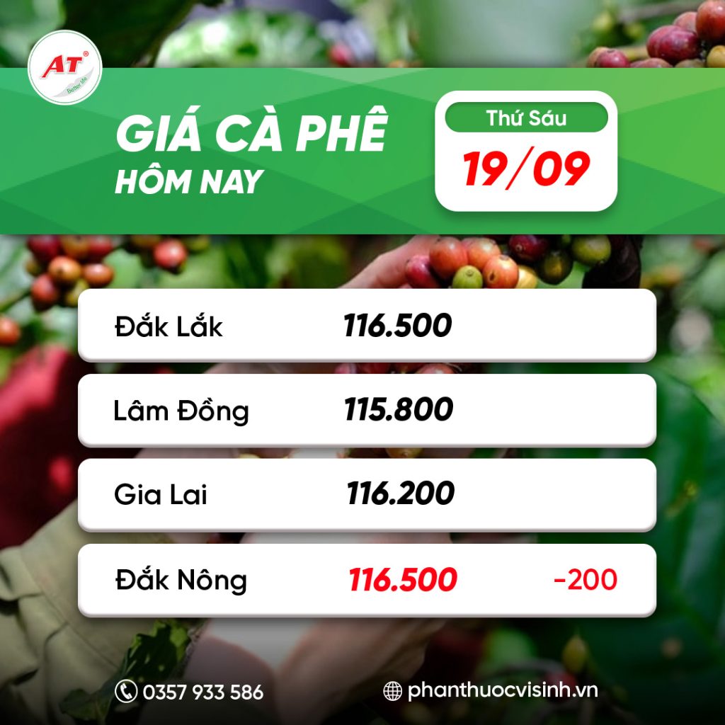 ca phe phan thuoc 4