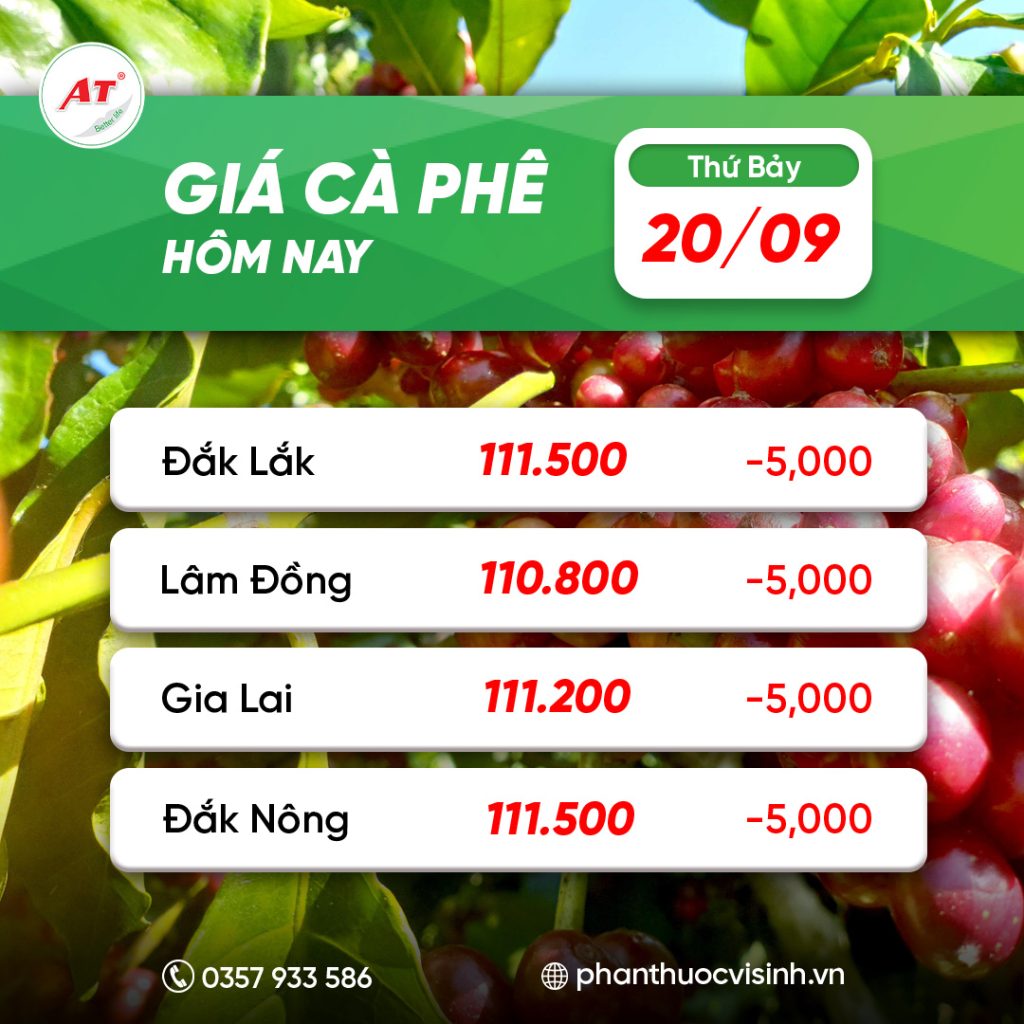 ca phe phan thuoc 5