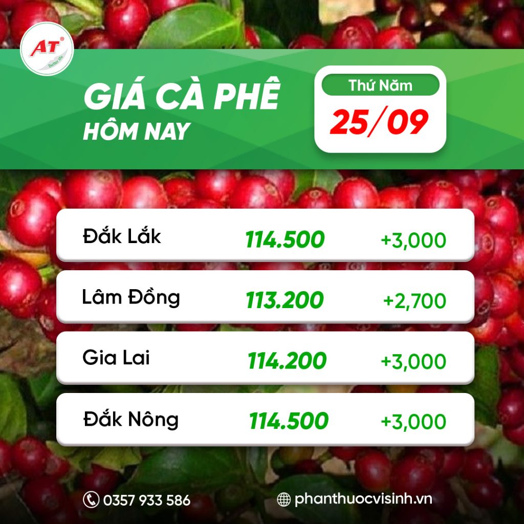 ca phe phan thuoc 7