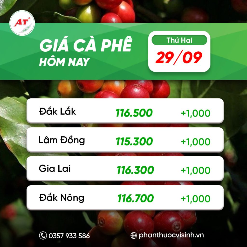 GIÁ CÀ PHÊ HÔM NAY 29/9: TIẾP ĐÀ PHỤC HỒI MẠNH