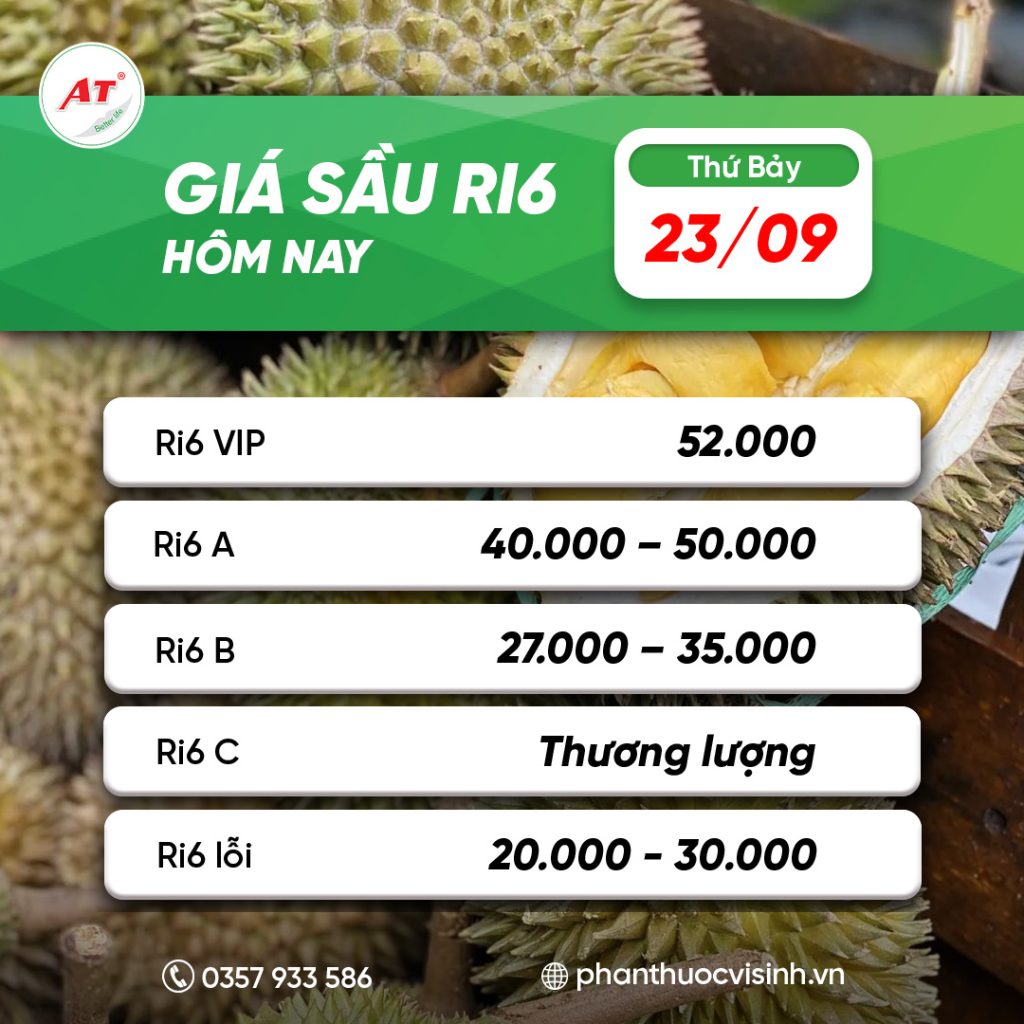 Giá sầu riêng hôm nay 23/9: Sầu Thái VIP đạt 120.000 đồng/kg – Thị trường tiếp đà tăng mạnh 2 Giá sầu riêng Ri6 23/9