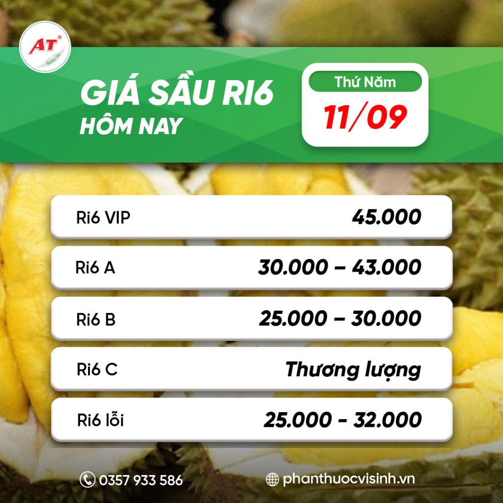 Giá sầu riêng hôm nay 11/9: Sầu Thái VIP giữ giá cao nhất 2 sau ri6 phan thuoc 19