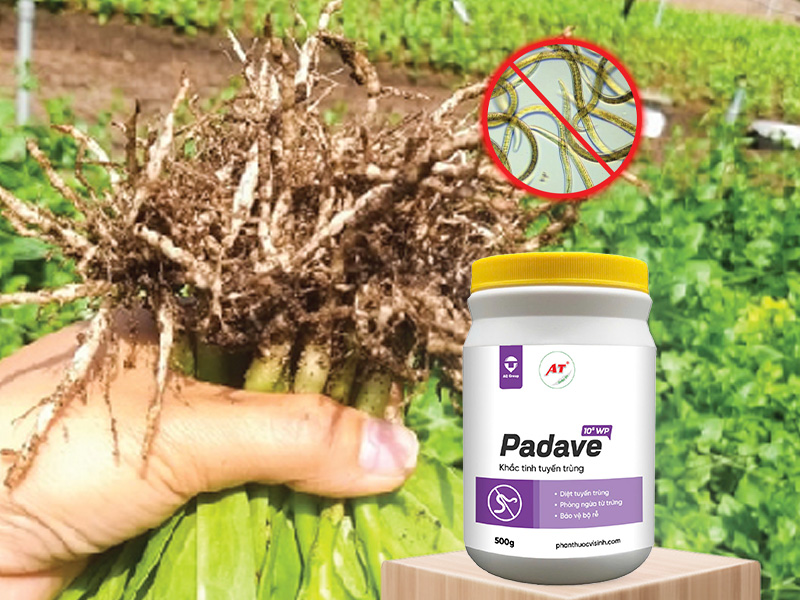 Padave WP diệt tuyến trùng hại rễ rau màu Tây Nguyên