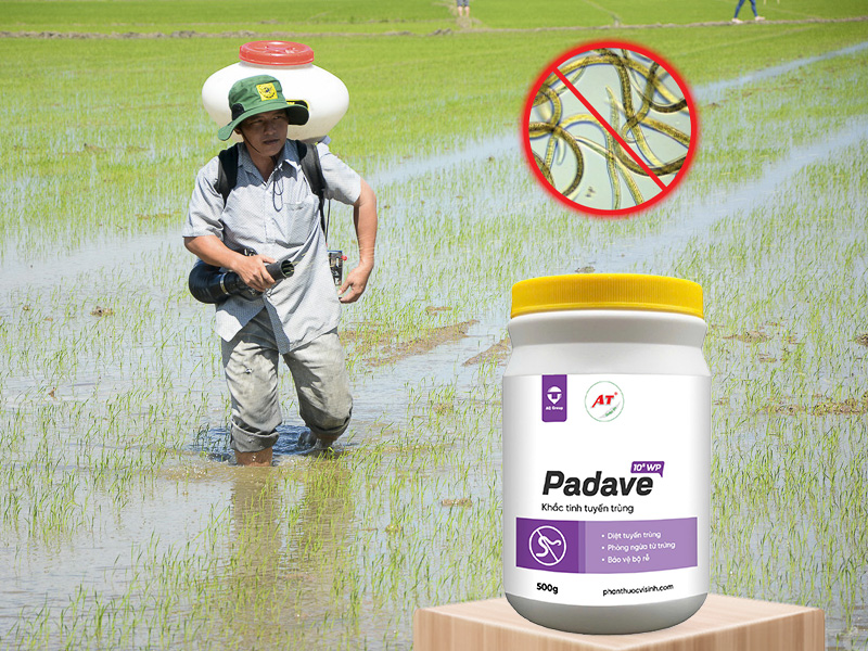 Padave WP – Giải Pháp Diệt Sạch Tuyến Trùng Hại Lúa Tại An Giang