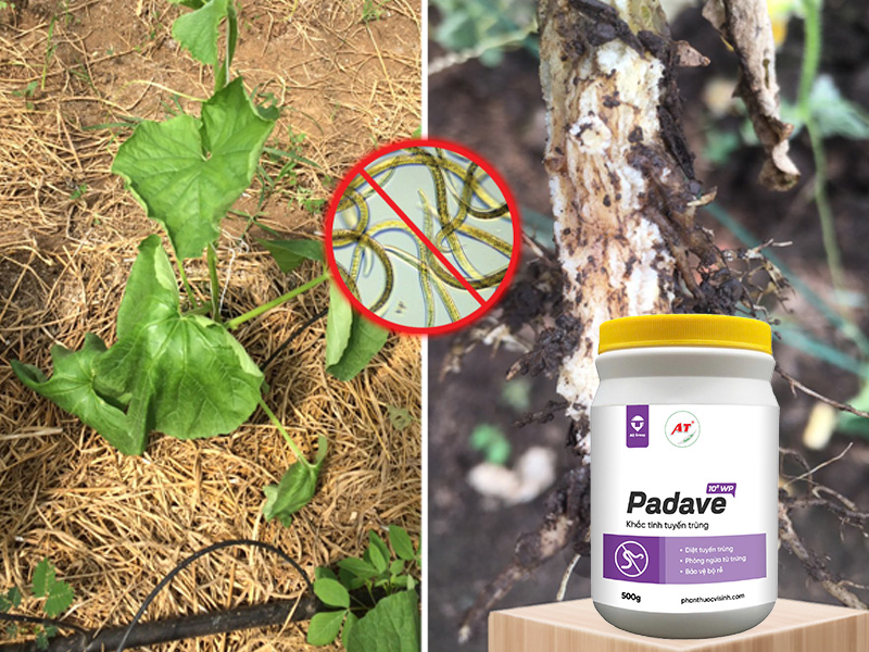 Padave WP diệt tuyến trùng hại rễ rau màu miền Nam