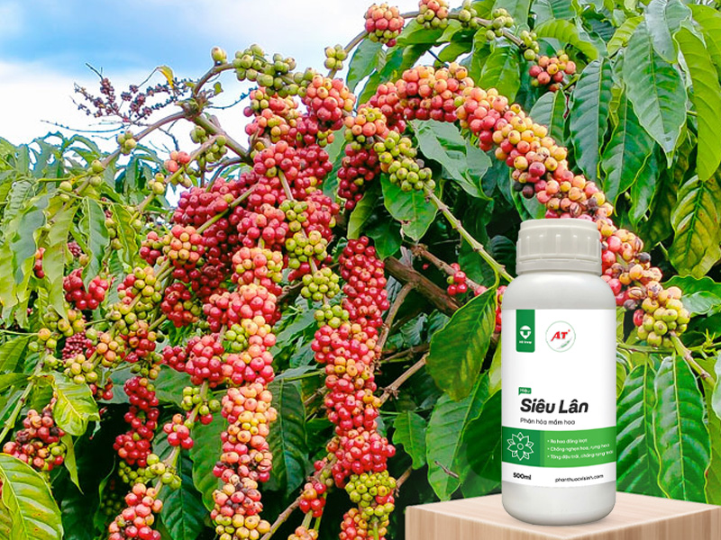 AT Siêu Lân cho cà phê Tây Nguyên