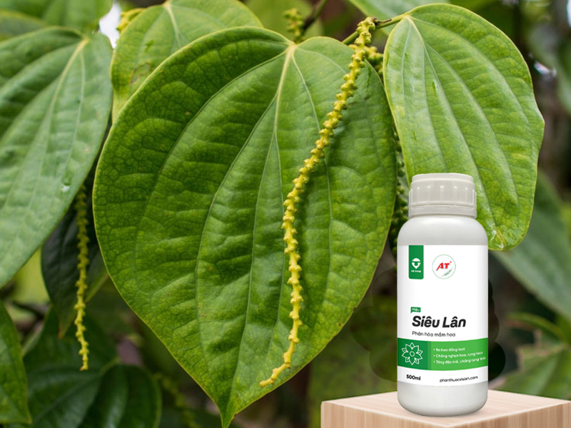 AT Siêu Lân cho hồ tiêu Tây Nguyên