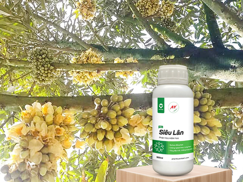 AT Siêu Lân - Kích Hoa Sầu Riêng Ra Đều, Khỏe Mạnh ở Khu Vực Tây Nguyên 2 AT Siêu Lân cho sầu riêng Tây Nguyên