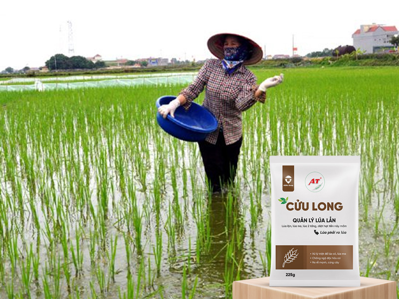 AT Cửu Long – Giải pháp sinh học diệt sạch lúa lộn lúa ma Tây Nguyên