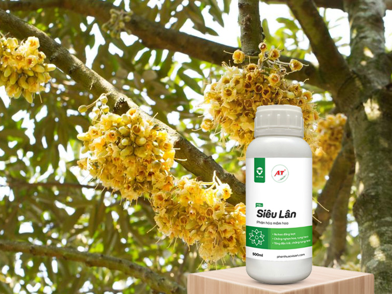 AT Siêu Lân: Giải Pháp Kích Hoa Sầu Riêng Đồng Loạt ở Khu Vực Đông Nam Bộ 2 AT Siêu Lân kích hoa sầu riêng ở Đông Nam Bộ