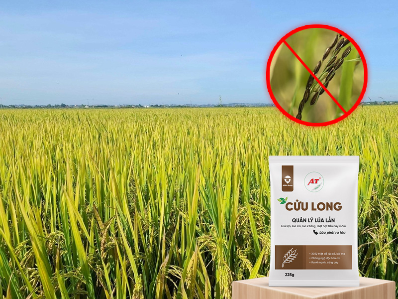 AT Cửu Long – Giải pháp sinh học diệt sạch lúa lộn lúa ma Tây Nguyên