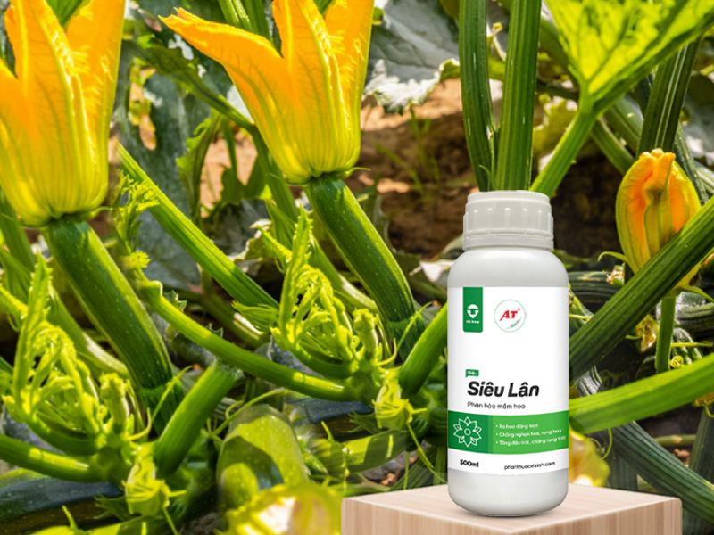 AT Siêu Lân cho rau màu miền Bắc