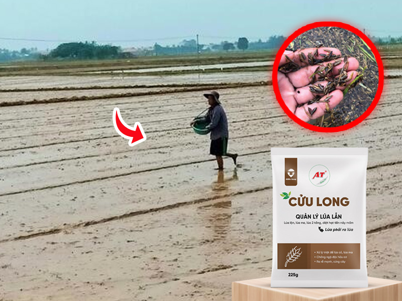 chế phẩm sinh học diệt sạch lúa lộn lúa ma AT Cửu Long