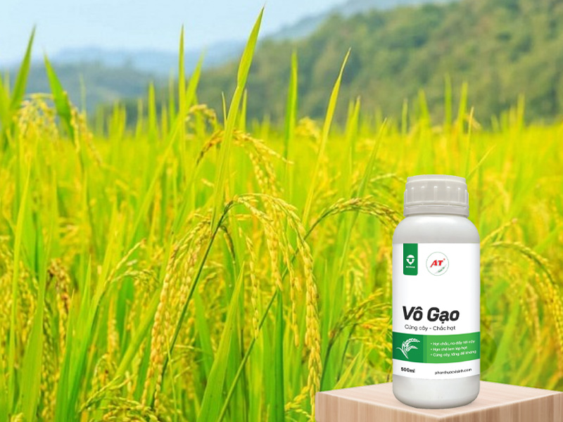 AT Vô Gạo – Giải Pháp Vô Gạo Nhanh Giúp Cây Lúa Miền Bắc Chắc Hạt, Cứng Cây