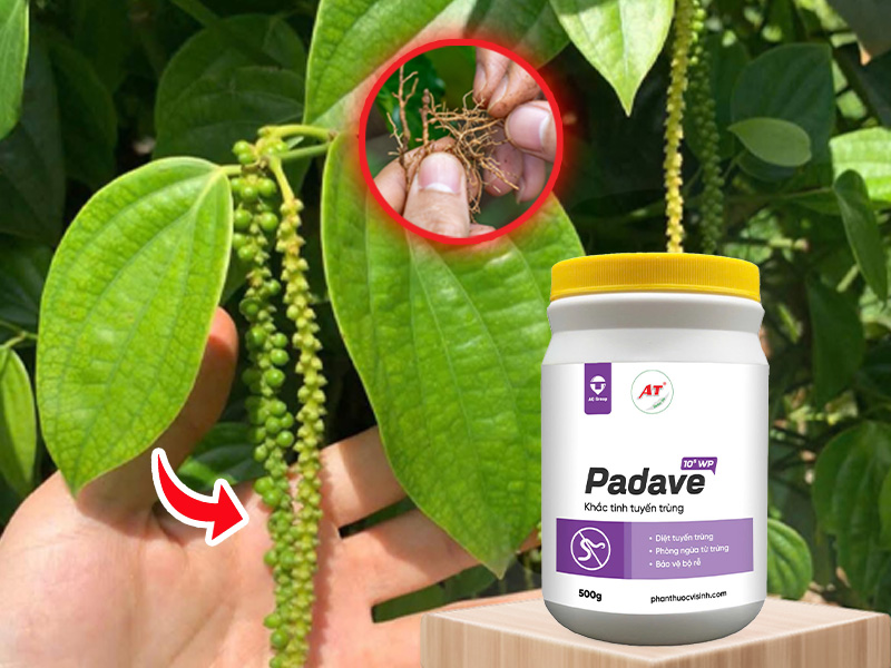 Padave WP diệt tuyến trùng hại hồ tiêu Tây Nguyên