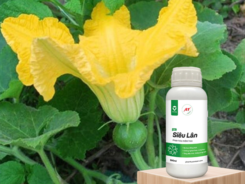 AT Siêu Lân cho rau màu Tây Nguyên