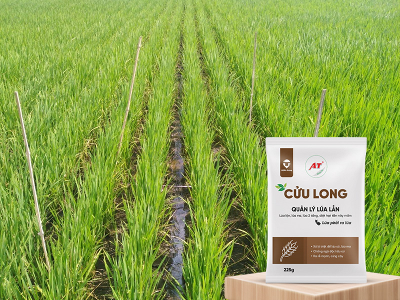 GIẢI PHÁP SINH HỌC AT CỬU LONG – DIỆT LÚA LỘN LÚA MA HIỆU QUẢ