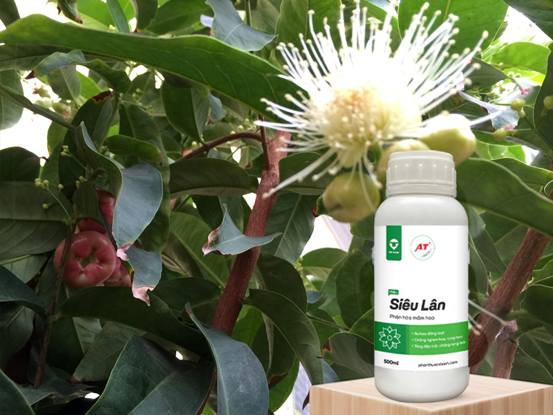 AT Siêu Lân: Kích Hoa Rau Màu Khu Vực Miền Nam - Đơn Giản, Hiệu Quả Cao 2 AT Siêu Lân cho rau màu miền Nam