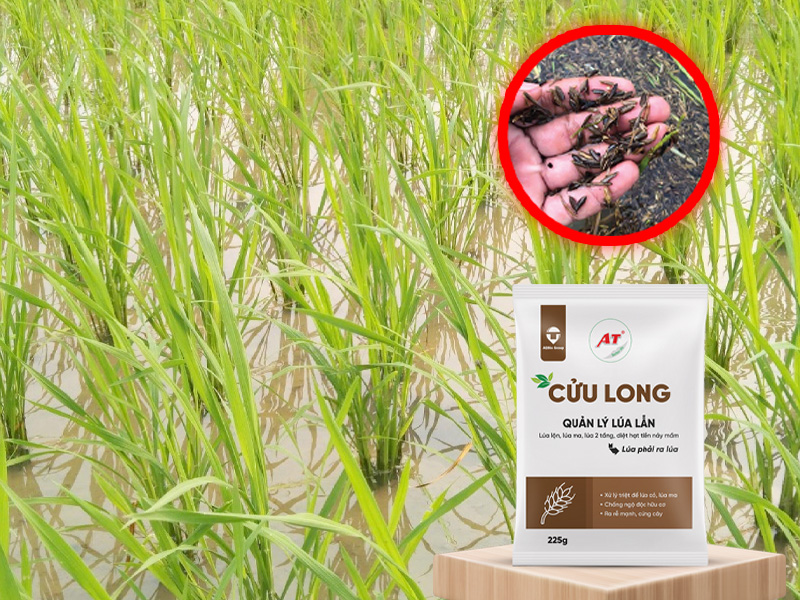 AT Cửu Long – Giải Pháp Sinh Học Diệt Sạch Lúa Lộn Ma Hiệu Quả Cho Bà Con Trà Vinh