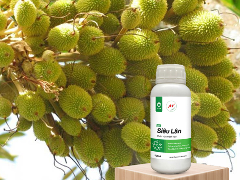 AT Siêu Lân – Giải Pháp Cho Sầu Riêng Ra Hoa Đều Tại Tiền Giang